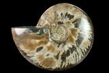 Wide Polished Fossil Ammonite Dish - Madagascar #137404-2